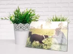 Acrylglas Foto auf Alu-Dibond mit Acryl-Glas