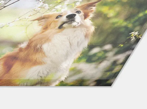 acrylglas-wandbild-direktdruck-querschnitt-d1_1_2_2 Foto hinter Acryl-Glas