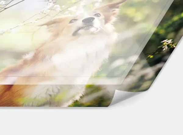 acrylglas-wandbild-kaschierung-querschnitt-d1_1_2_4 Foto hinter Acryl-Glas